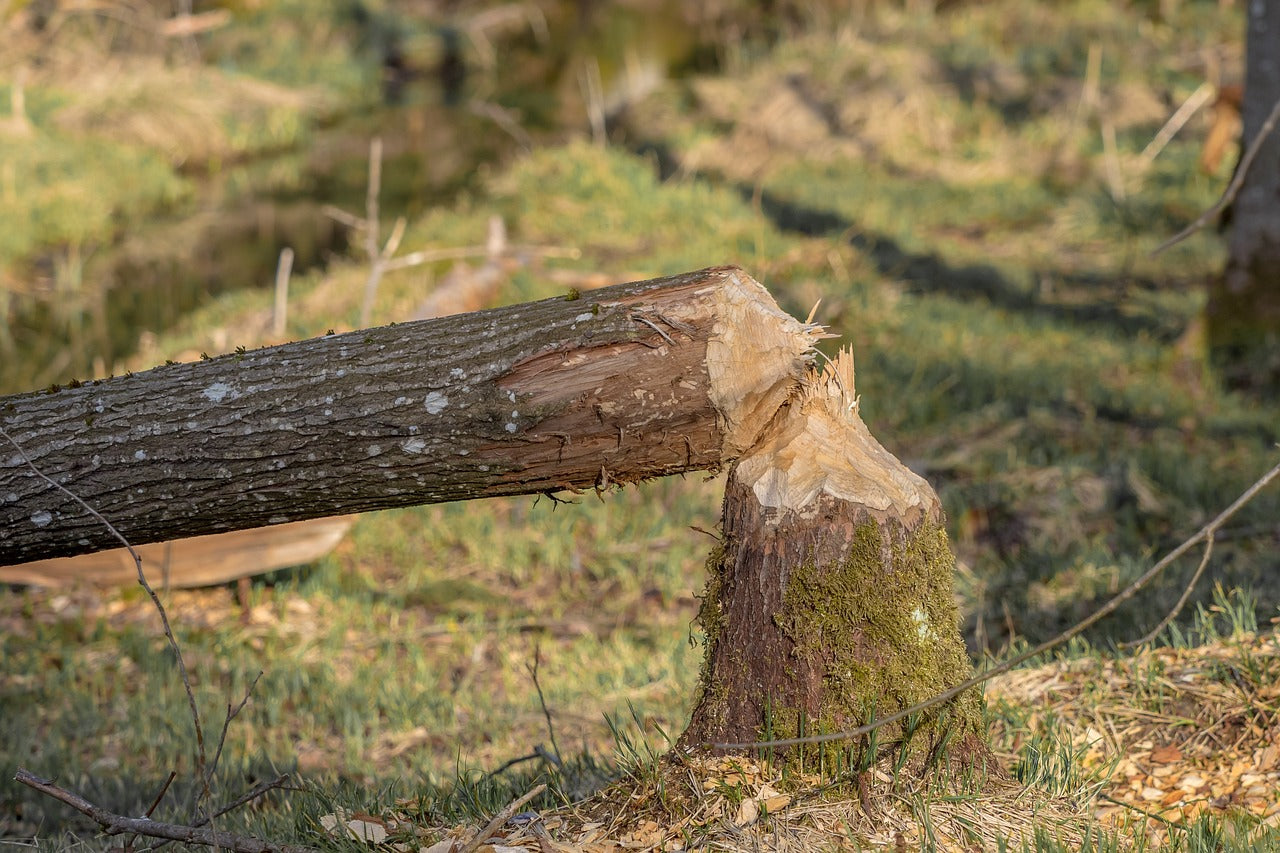 A beaver's work is never done – always building, always shaping. © Michael Schwarzenberger