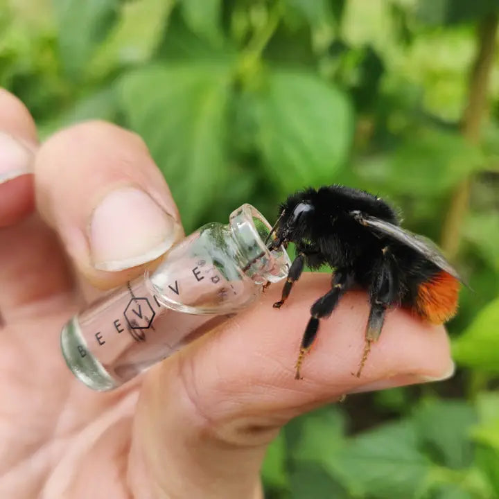 Restore Bees Bee Revival Kit with ID Tag | Save & Identify Bees | Rewild at Heart