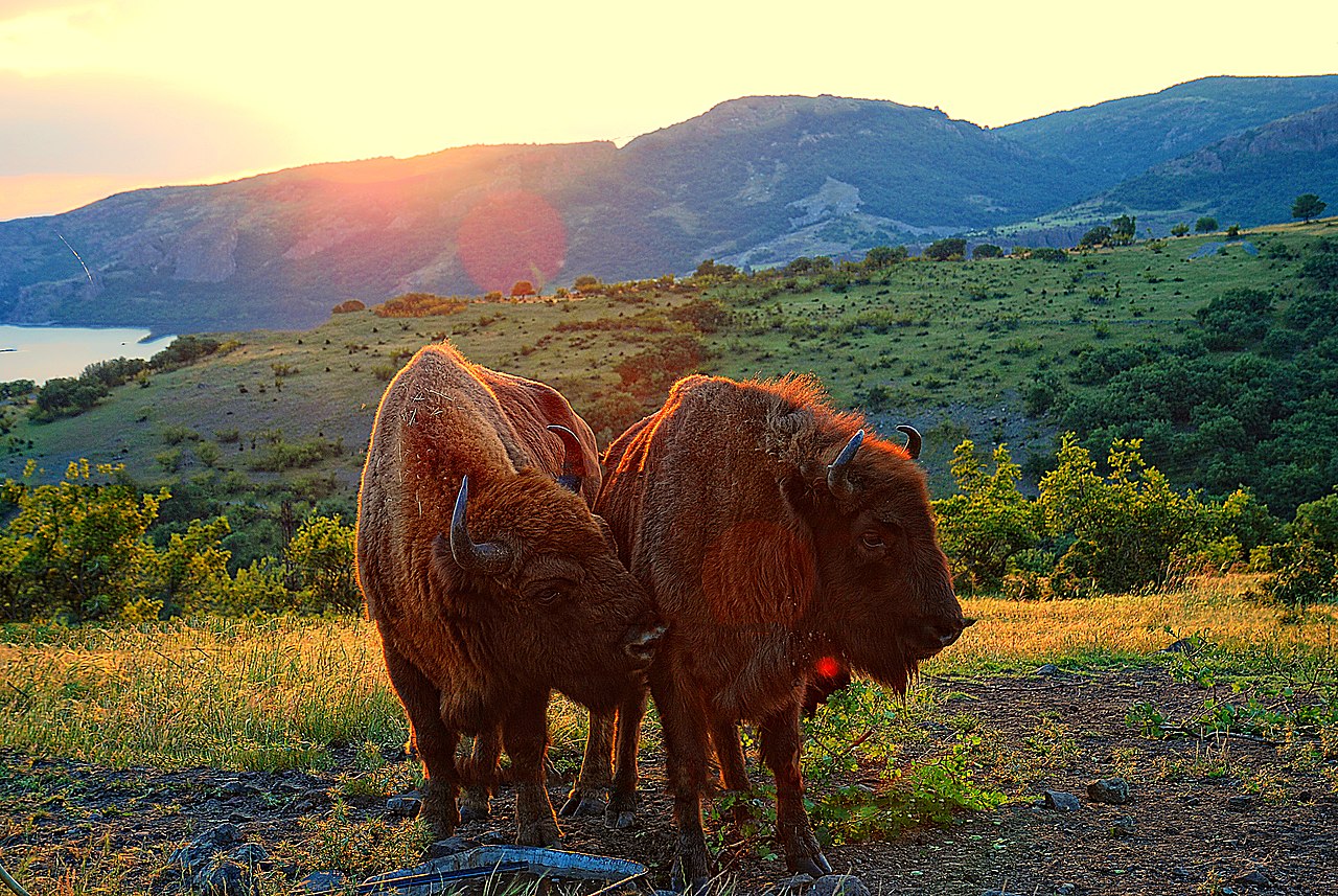 The European bison is an essential part of forest ecosystems. © Anna Vasileva