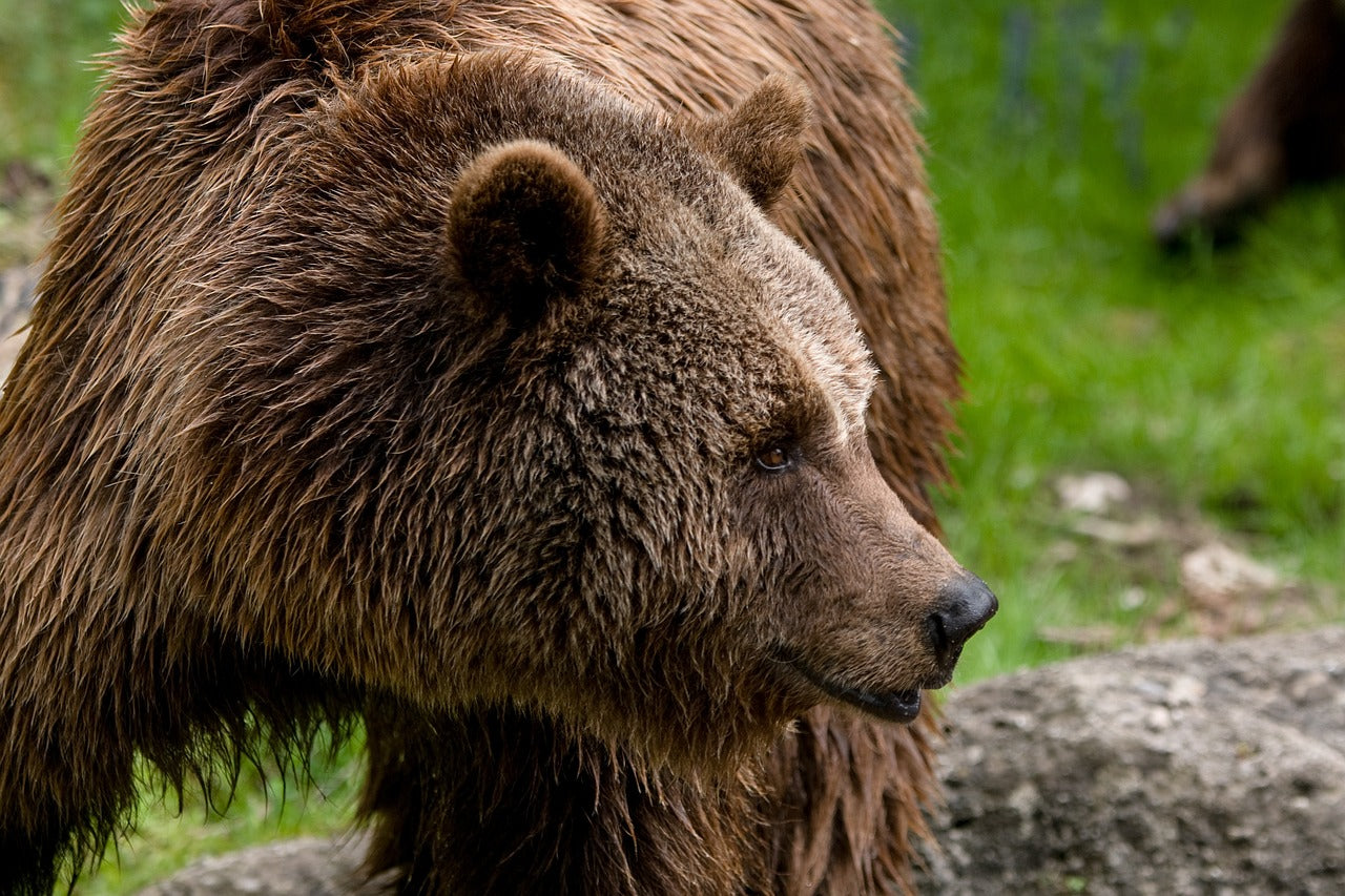 Grizzly bears are a subspecies of the brown bear found in North America. © Wolfgang Horvath