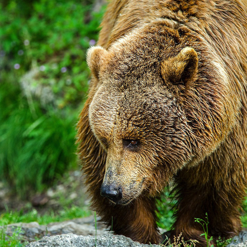 The brown bear once roamed the forests of Britain until around 1,000 AD. © strichpunkt, Pixabay