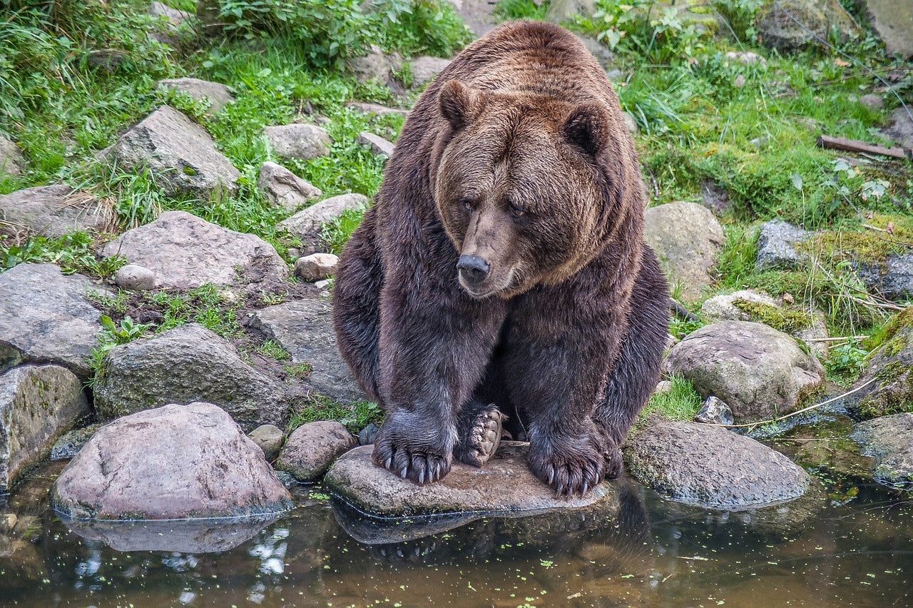 Their claws can grow up to 10 cm long, perfect for digging and climbing. © C_Hmauck, Pixabay