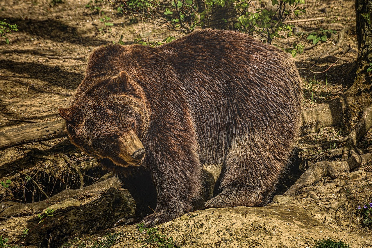 Brown bears have a shoulder hump that gives them immense digging power. © Pixabay