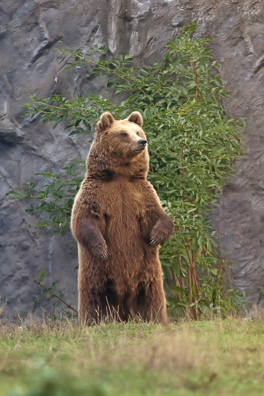 Standing on their hind legs allows bears to scan for prey, other bears, or potential threats. © Foto-Rabe, Pixabay