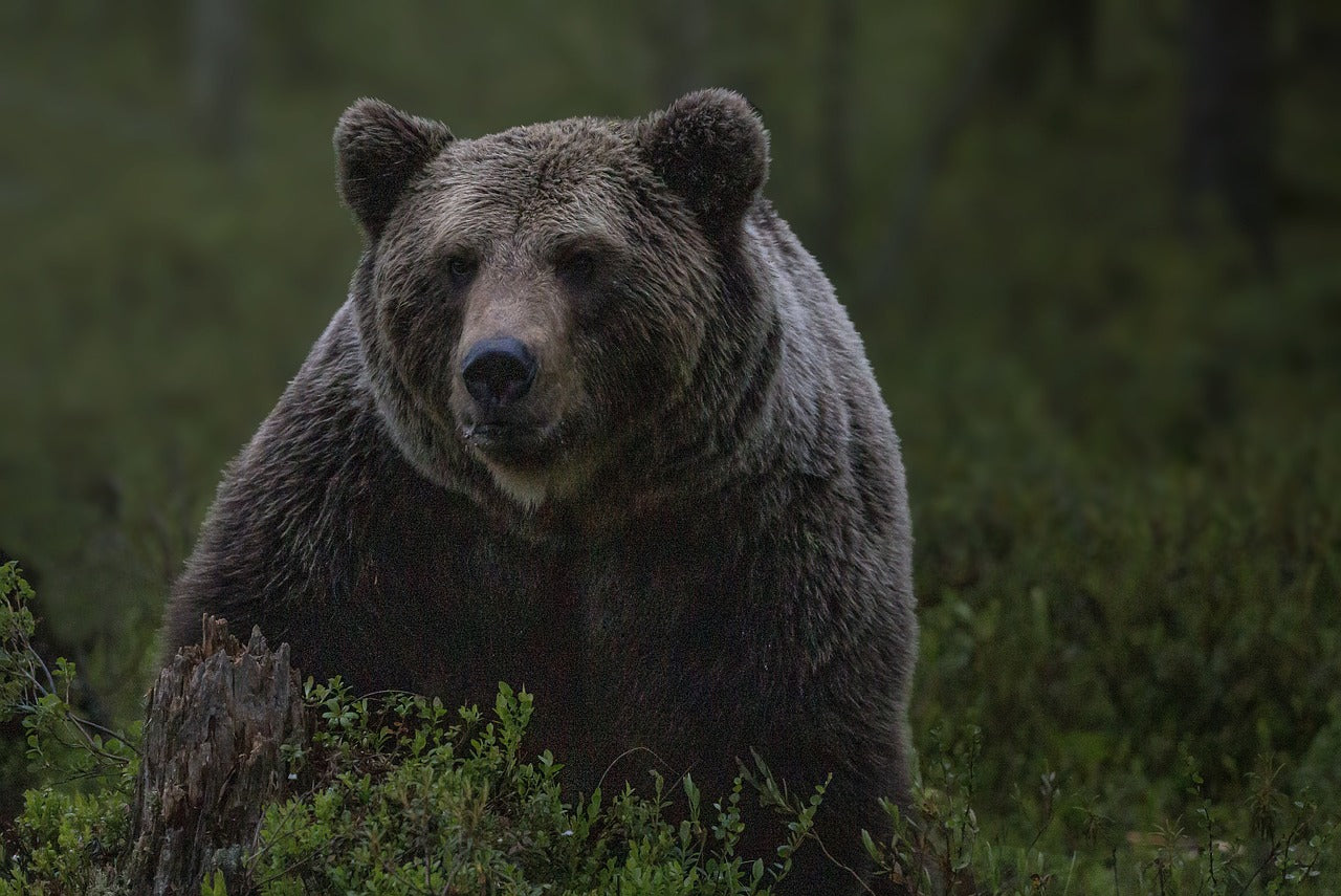 Brown bears use shallow pools and streams to cool off in hot weather. © Hakan Carlander