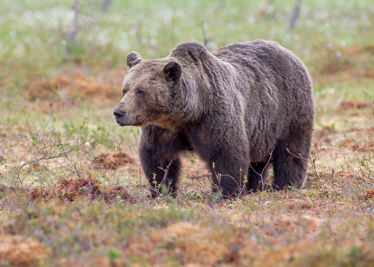 Bears rely on fat reserves built up in the summer to survive the winter. © Tapani Hellman