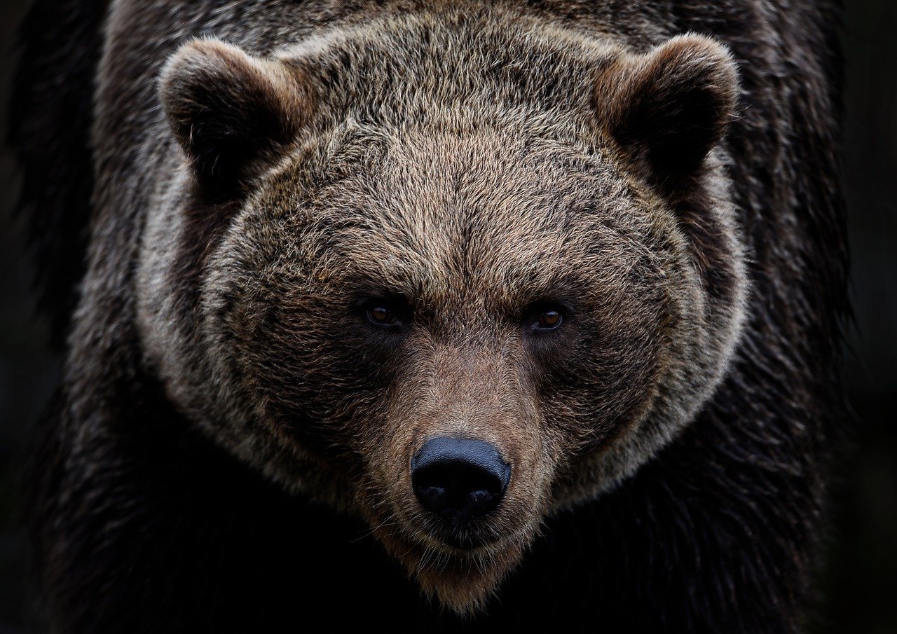 Many Indigenous peoples consider the bear a symbol of wisdom and a protector of the forest. © ambquinn, Pixabay