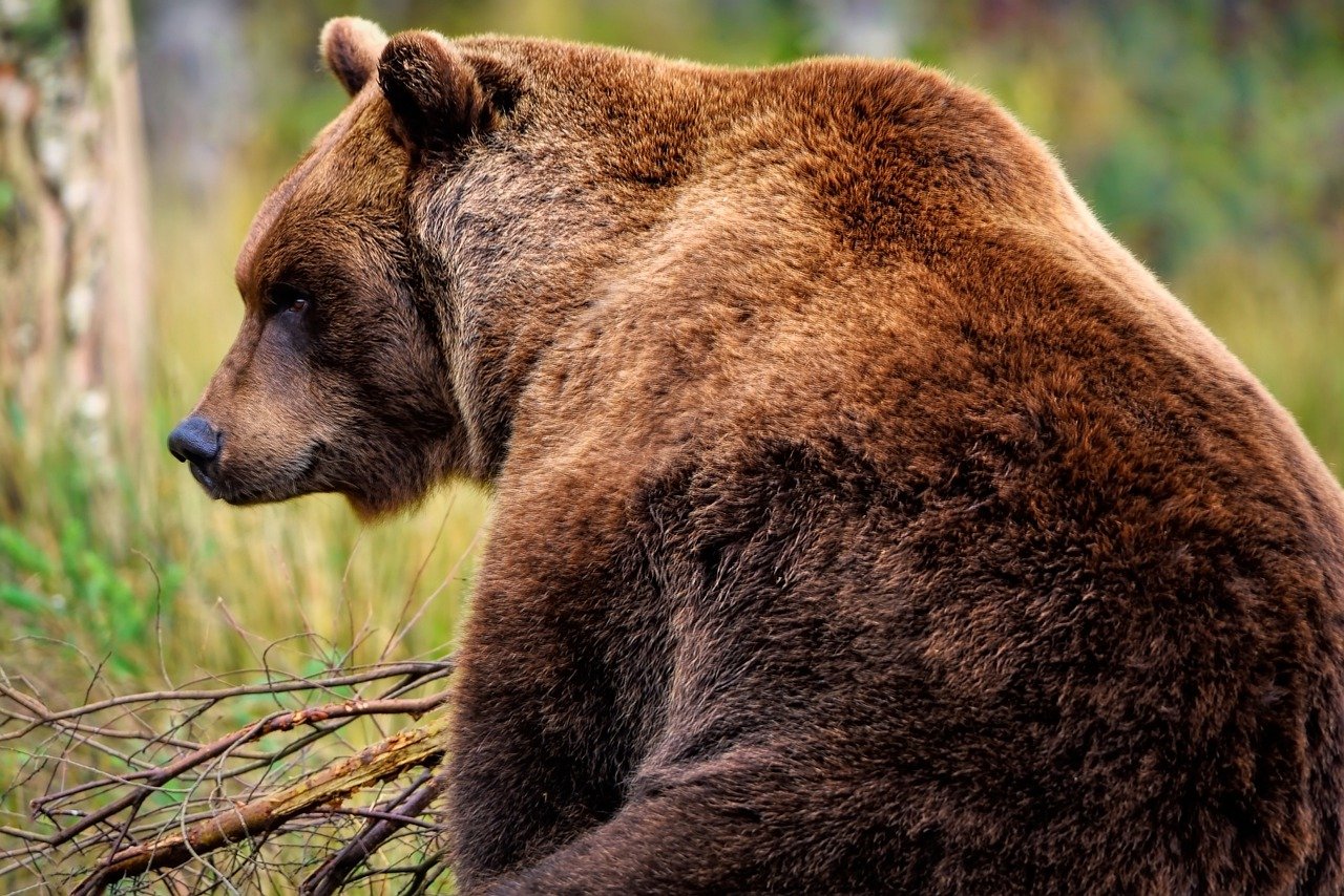 Bears rely on their keen hearing to detect danger and prey from afar. © ambquinn, Pixabay