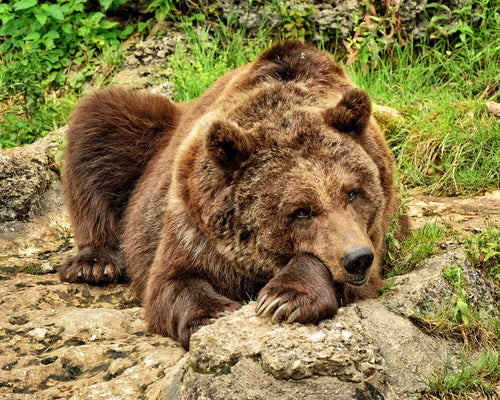 Their thick fur varies from light brown to almost black. © Manfred Antranias Zimmer