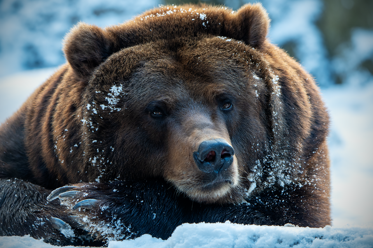 They consume up to 90 pounds of food in a day before hibernation. © Sascha Zyballa