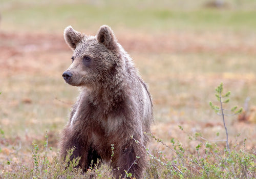 Brown bear cubs are born during hibernation in their mother's den. © Tapani Hellman