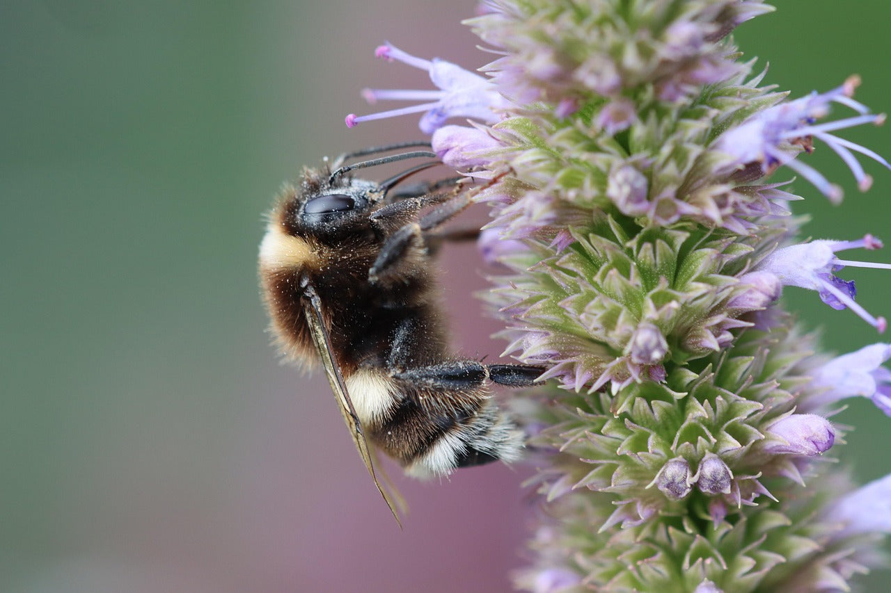 Bumblebee