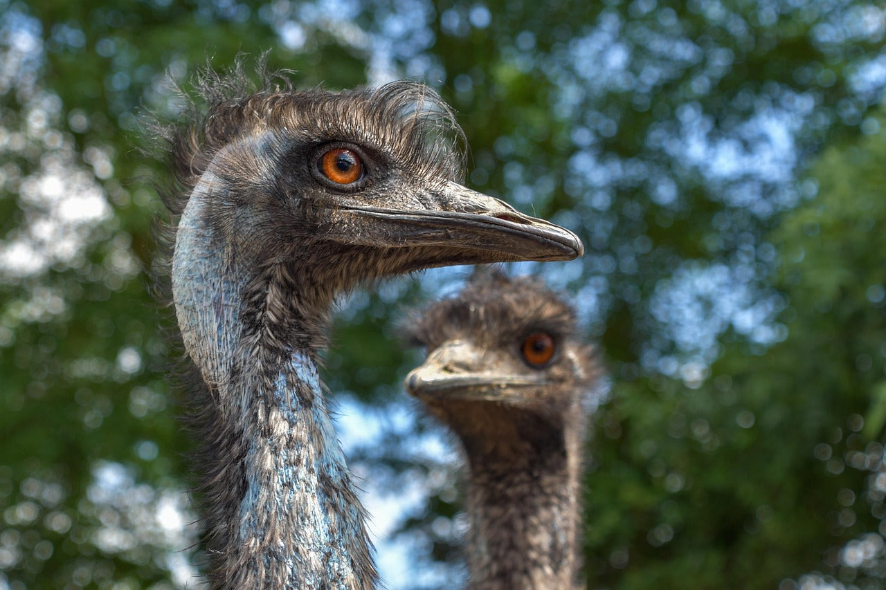 Emu