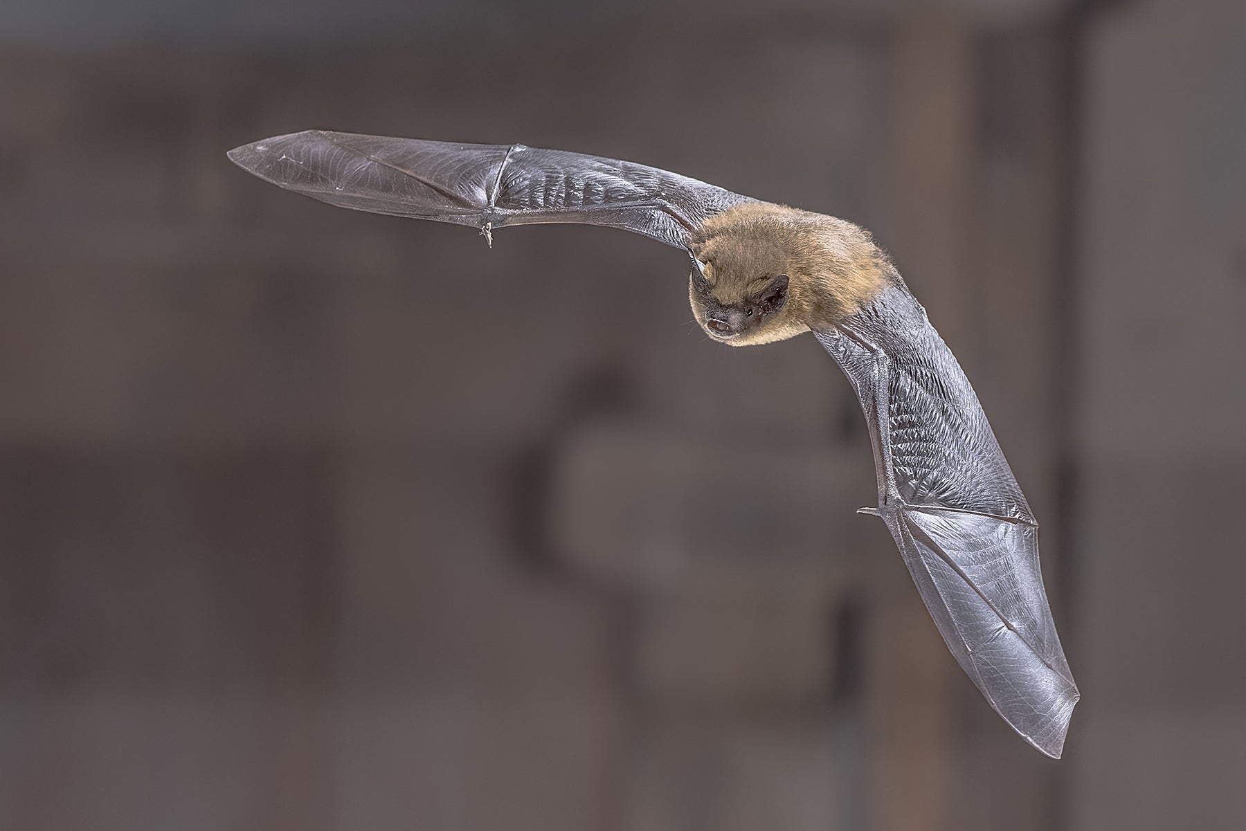 The common pipistrelle is Britain’s most widespread bat species. © Rudmer Zwerver