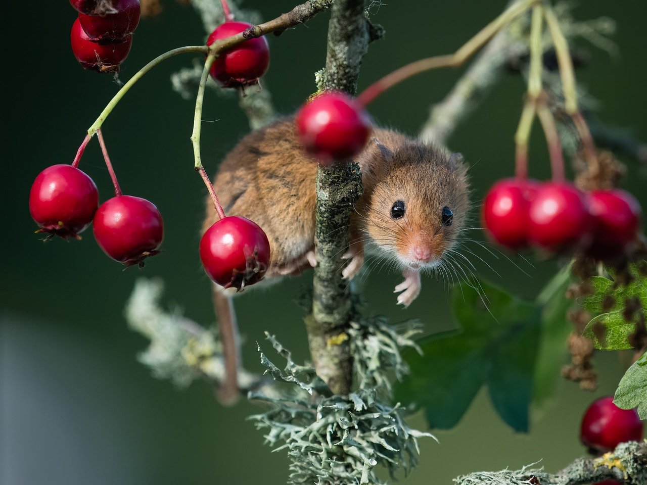 Harvest Mouse