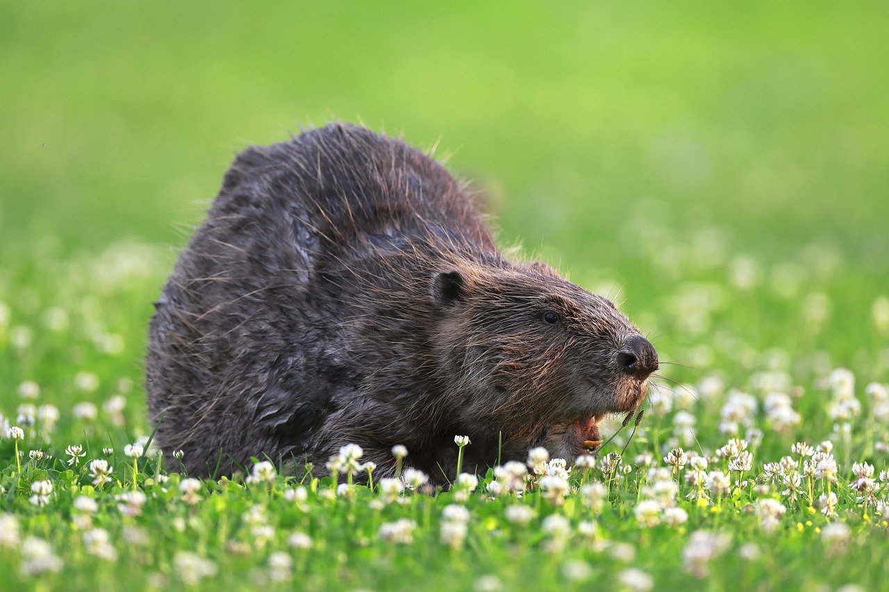 Beavers have transparent eyelids for seeing underwater. © sharkolot, Pixabay