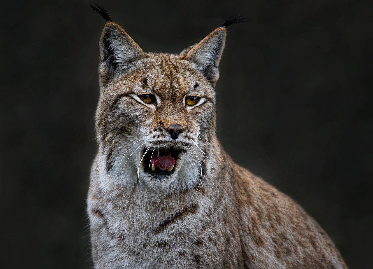 Eurasian Lynx have a strong preference for habitats with a mix of forest and open areas, © ambquinn, Pixabay