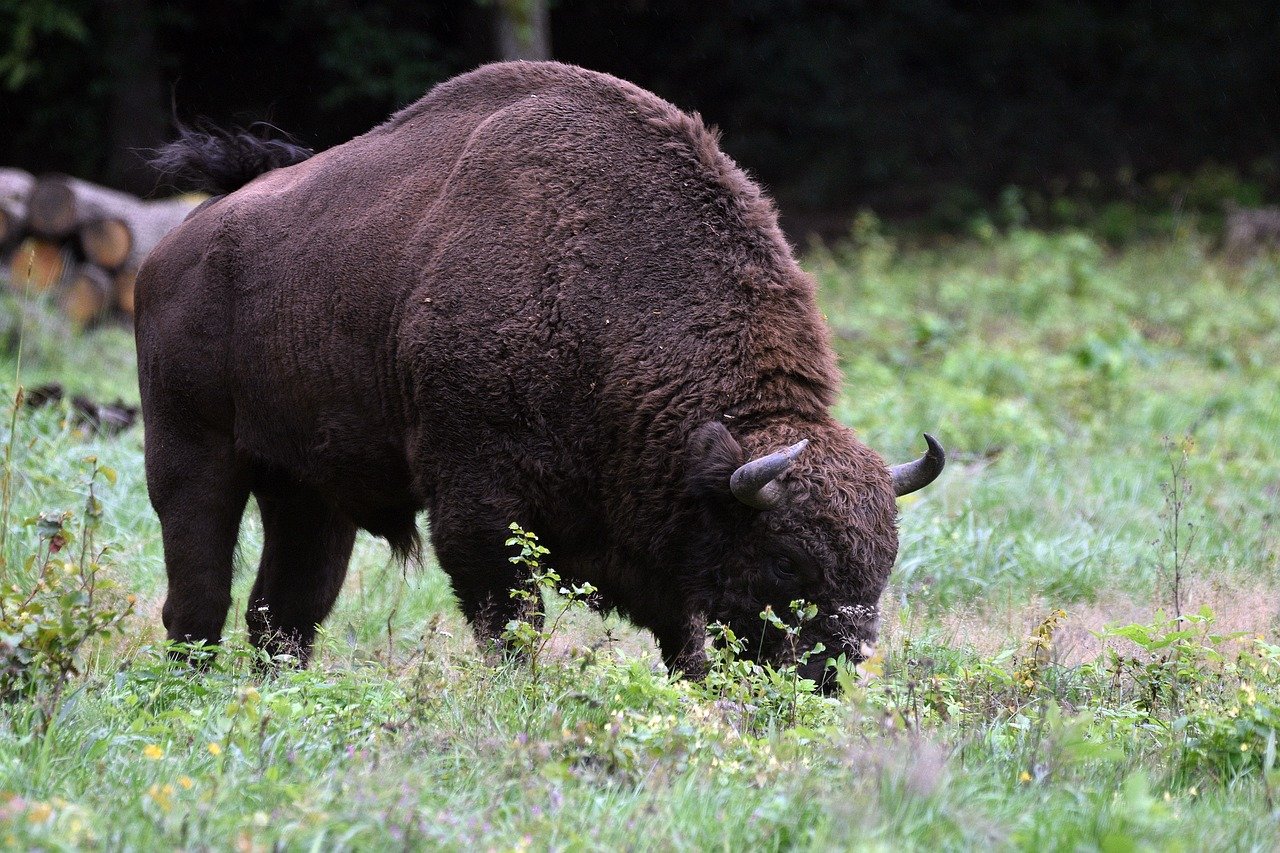 Grazing peacefully, the European bison maintains ecosystem balance. © Artur Pawlak