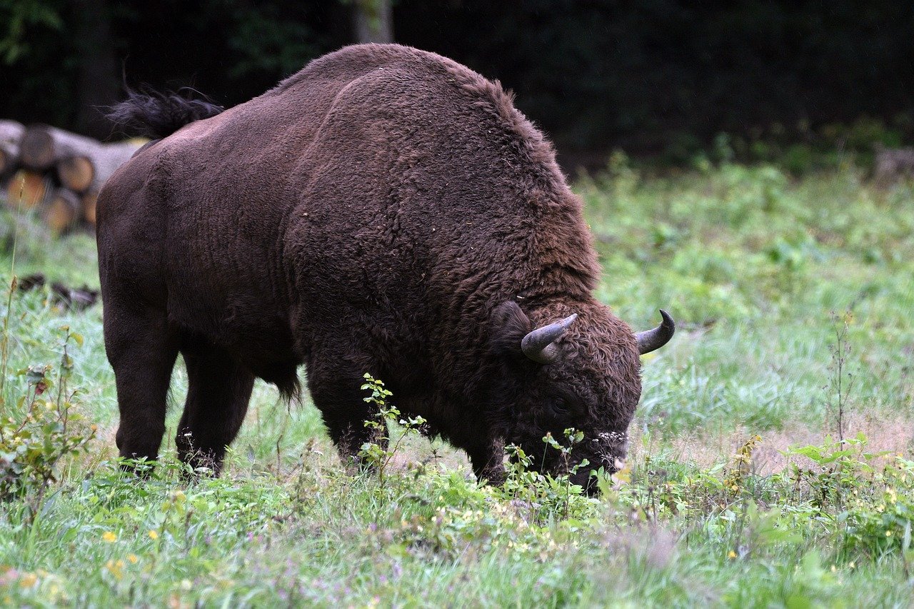 European Bison Conservation And Rewilding Rewild At Heart European Bison Conservation And Rewilding Rewild At Heart
