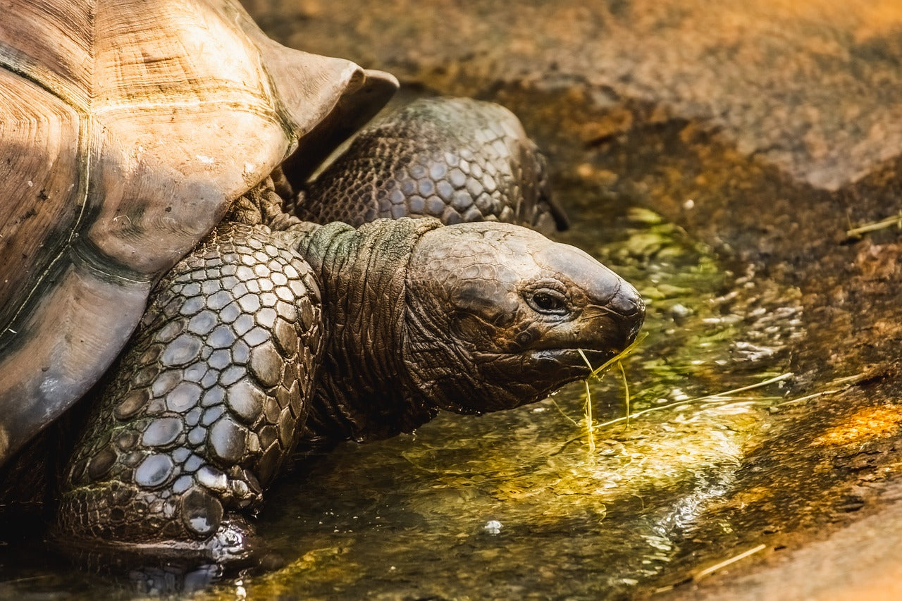 Aldabra giant tortoises are known to dig shallow pits to cool off in the heat. © Alexas_Fotos, Pixabay