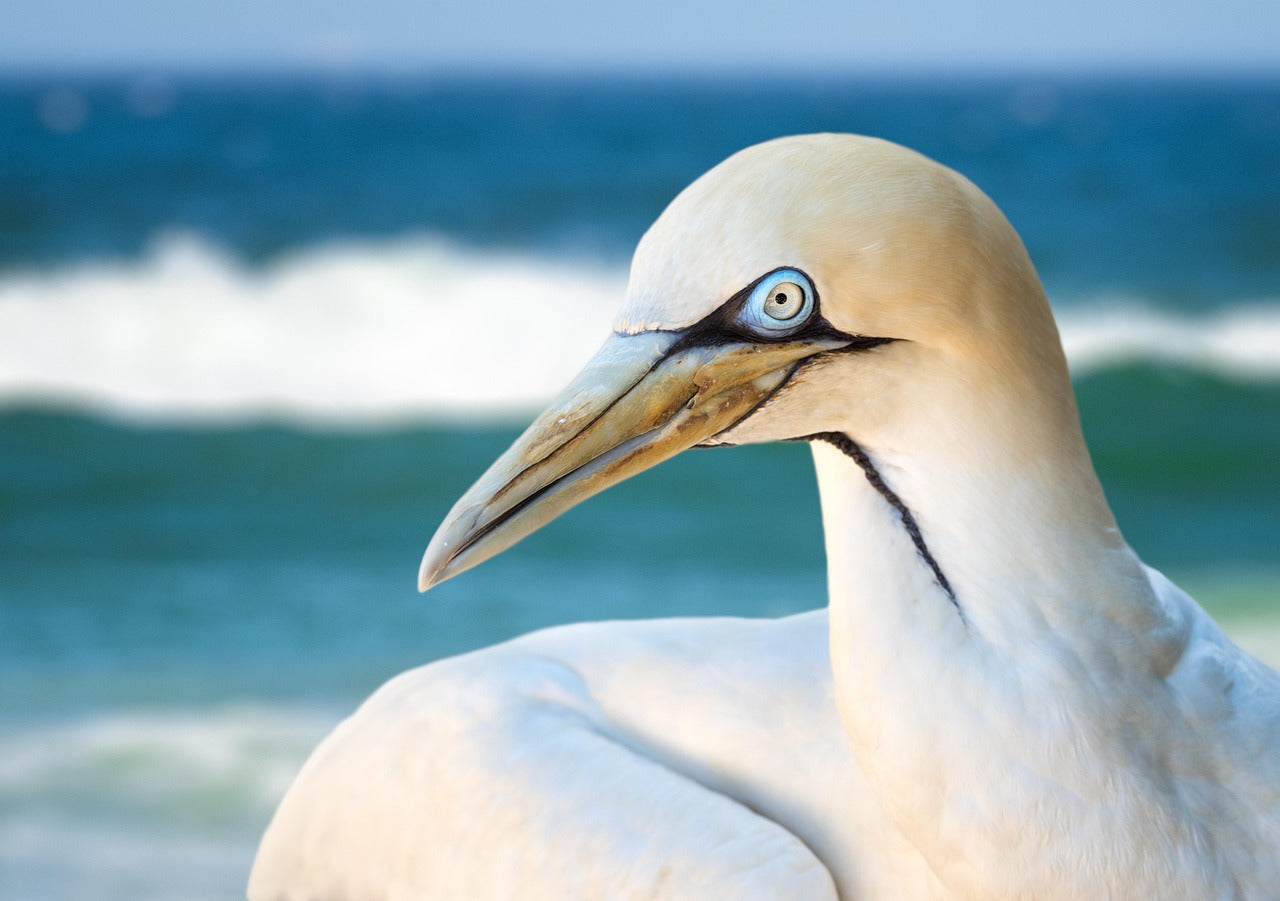 Gannet