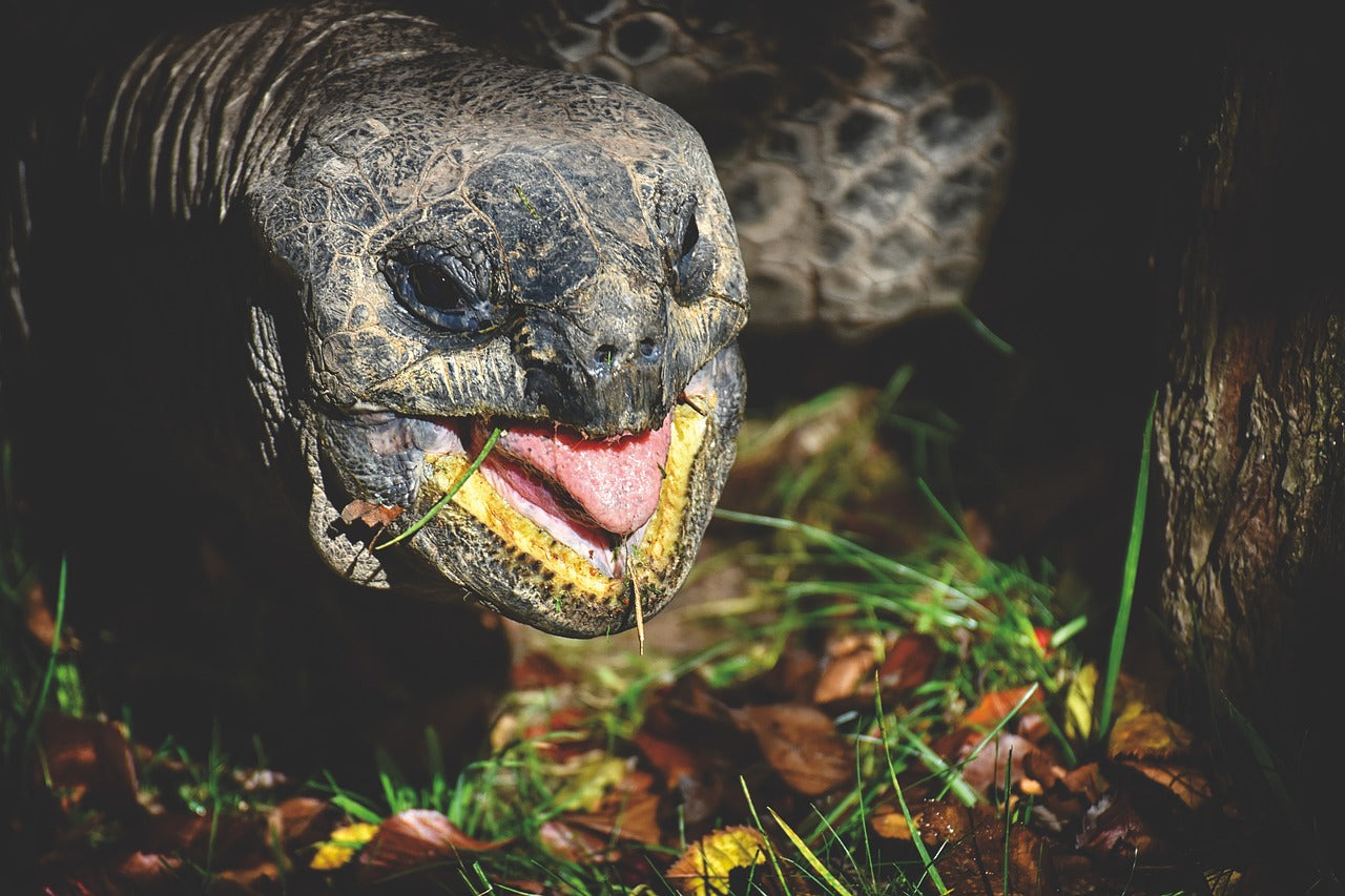 Giant tortoises can consume over 25 kilograms of vegetation in a day. © Alexas_Fotos, Pixabay