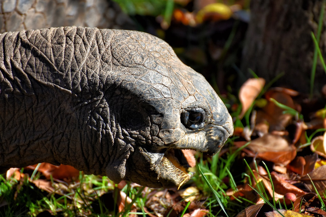 Aldabra tortoises are a conservation success story, with stable populations. © Alexas_Fotos, Pixabay