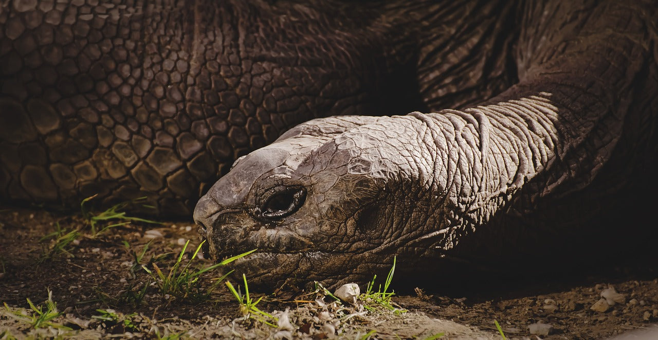 Aldabra tortoises play a vital role in seed dispersal, helping ecosystems thrive. © Alexas_Fotos, Pixabay