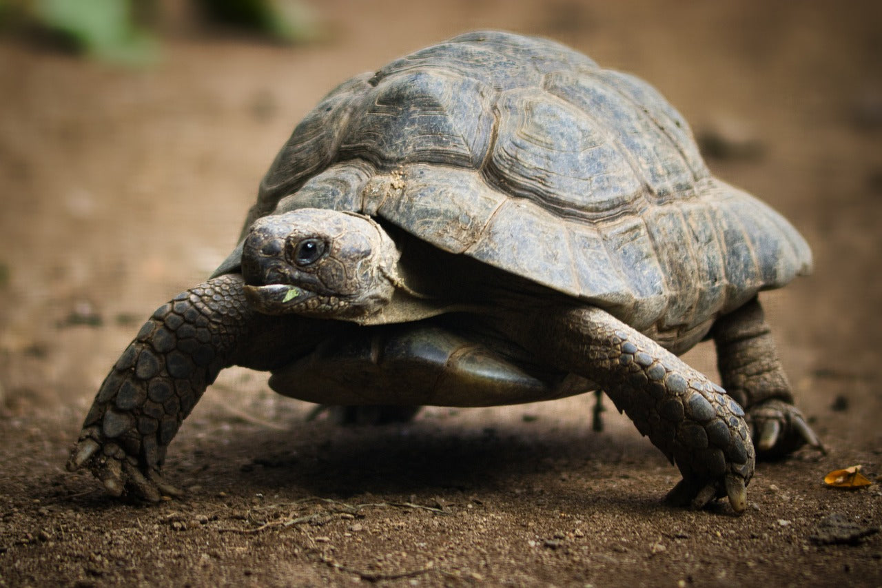 Tortoises have excellent senses of smell, helping them locate food. © S Nagel