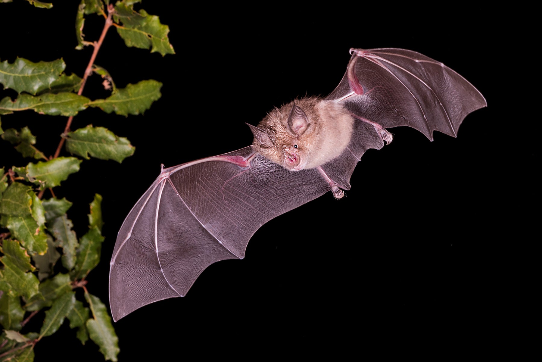 The greater horseshoe bat is one of Britain’s rarest bat species. © Carl Allen