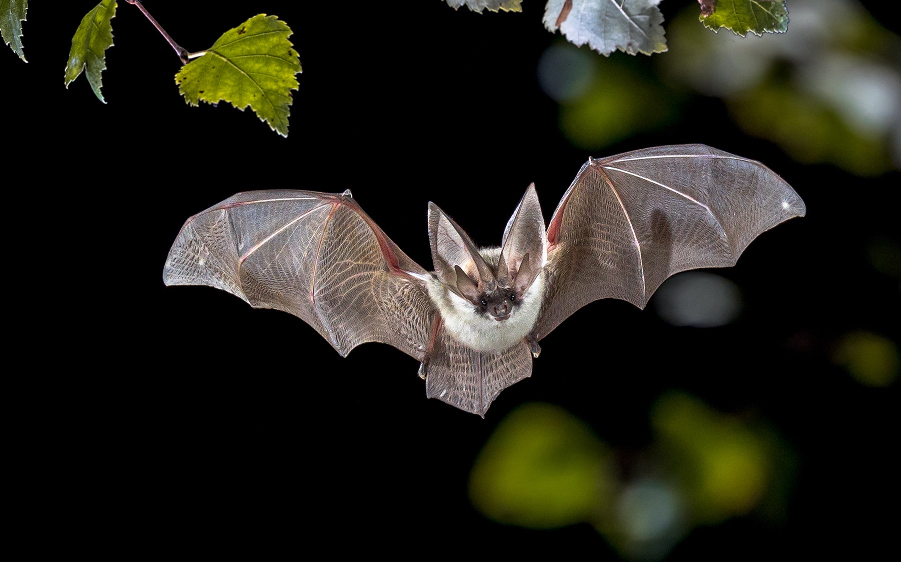 The brown long-eared bat’s ears are almost as long as its body. © Rudmer Zwerver