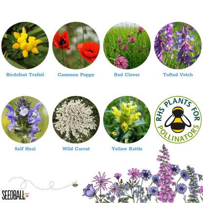 Seedball Tin: Hedgehog Mix, Wildflowers for a Healthy Garden