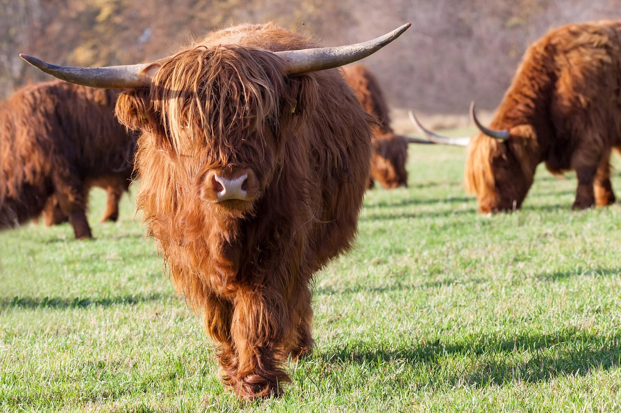 Highland Cow