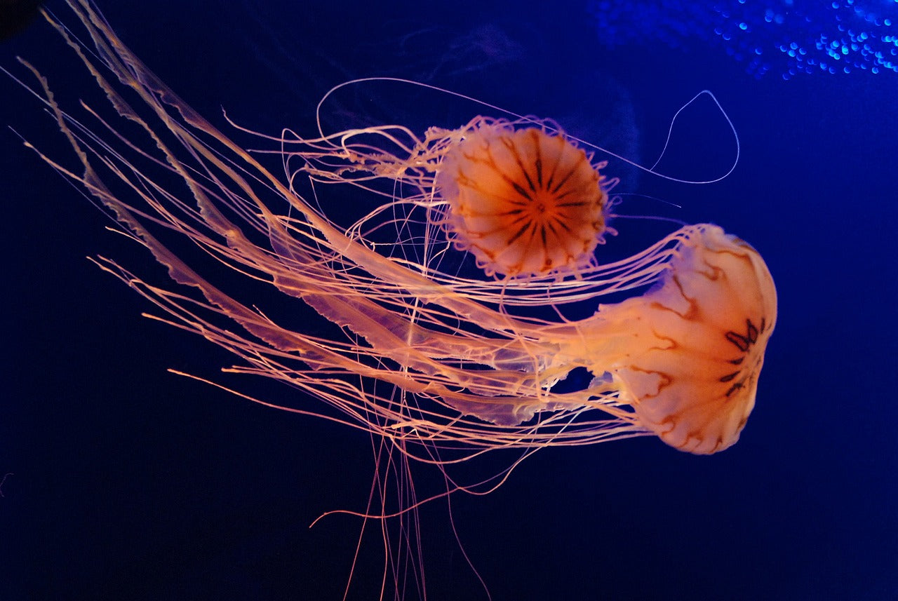 Jellyfish