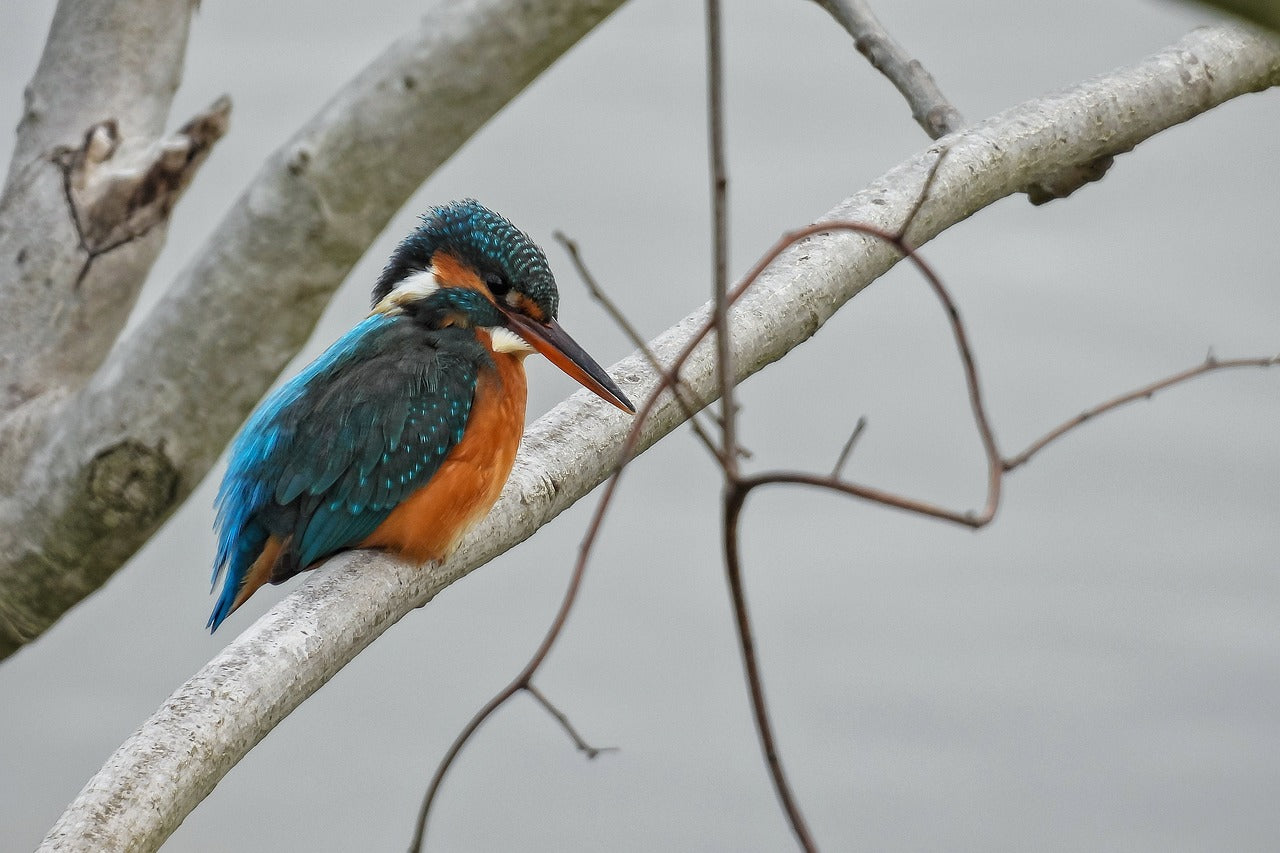 Kingfisher