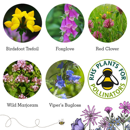 Seedball Wildlife Collection Seed Box Set: 6 Wildflower Seed Ball Boxes
