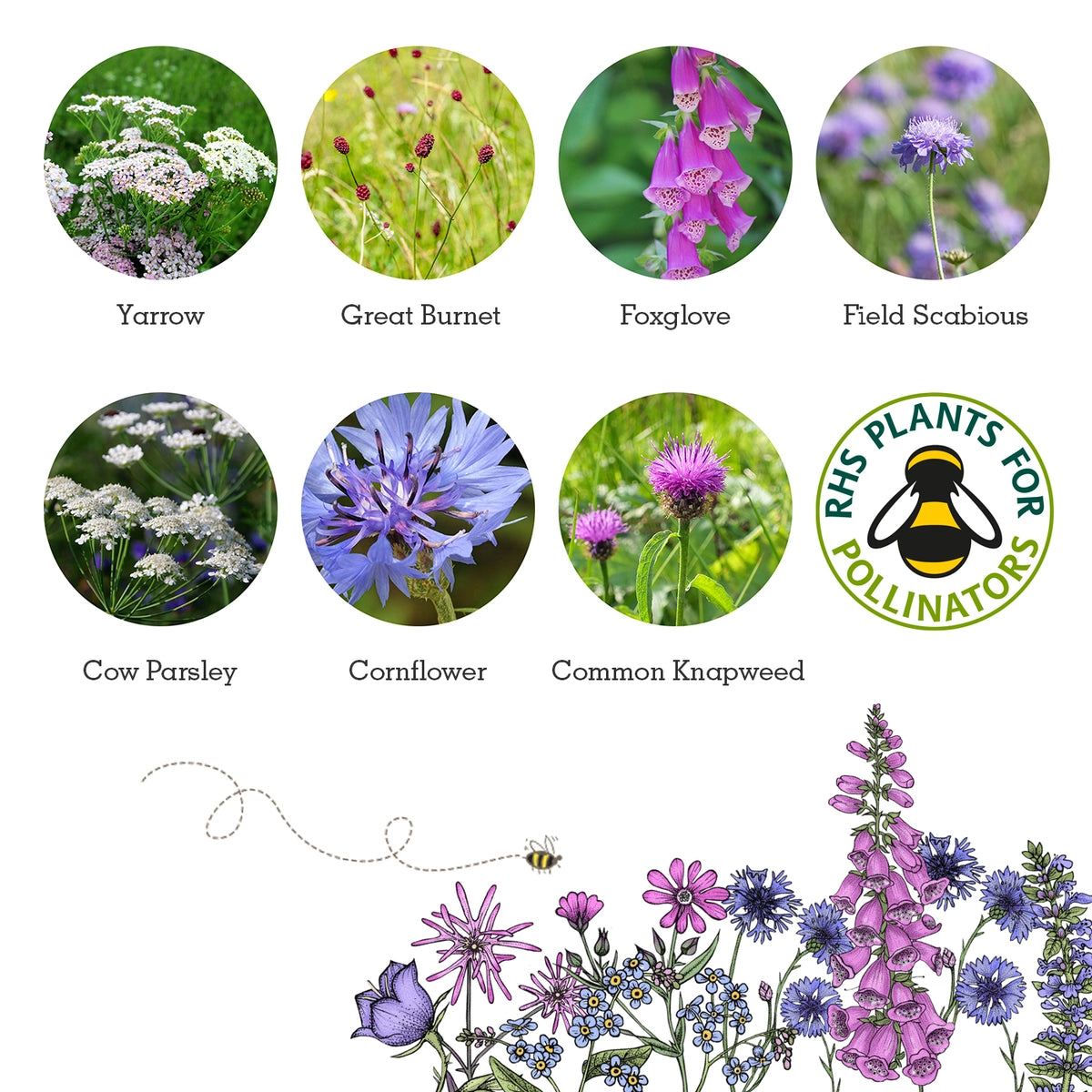 Seedball Wildlife Collection Seed Box Set: 6 Wildflower Seed Ball Boxes