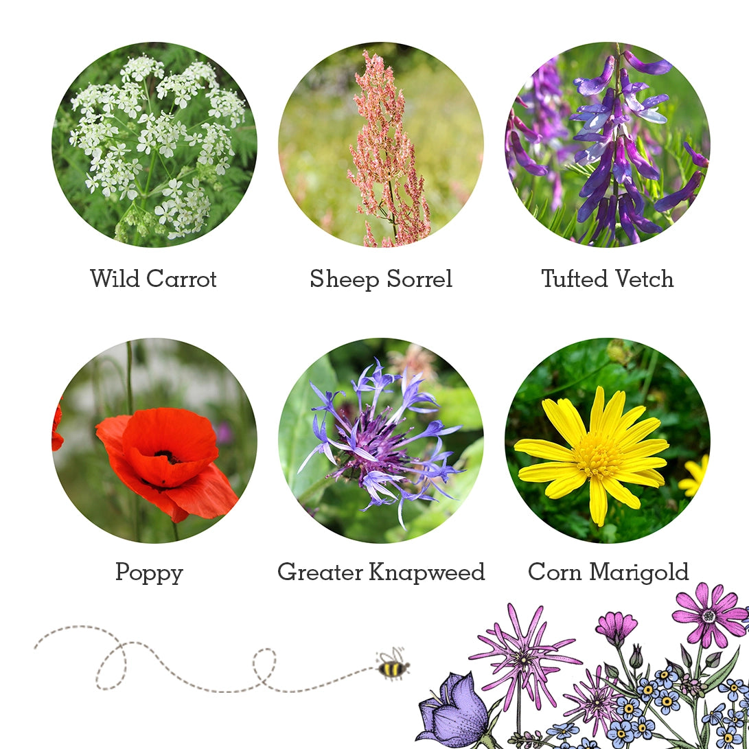 Seedball Wildlife Collection Seed Box Set: 6 Wildflower Seed Ball Boxes