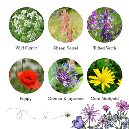 Seedball Wildlife Collection Seed Box Set: 6 Wildflower Seed Ball Boxes