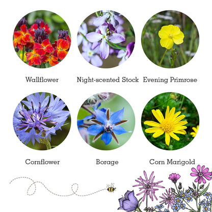 Seedball Wildlife Collection Seed Box Set: 6 Wildflower Seed Ball Boxes