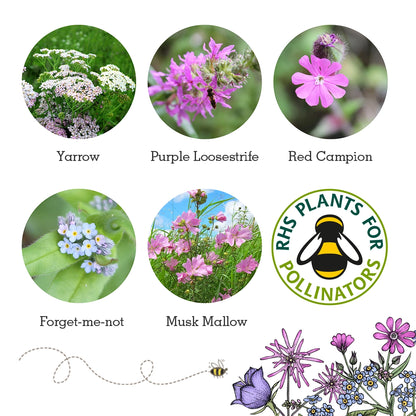 Seedball Wildlife Collection Seed Box Set: 6 Wildflower Seed Ball Boxes