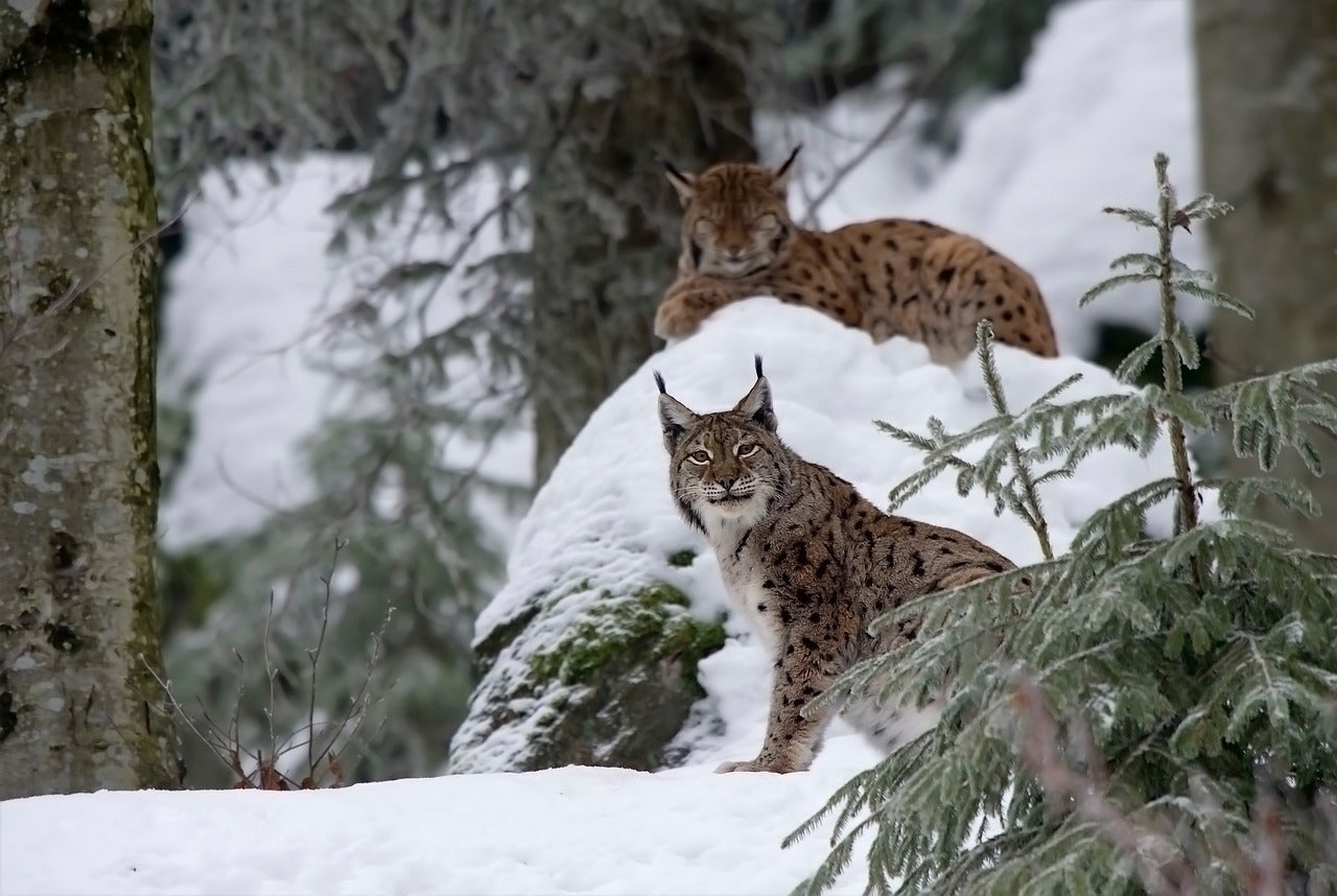 Research in Belarus has found that pair bonds can be strong, keeping pairs together even without kittens, © Domenic Hoffman