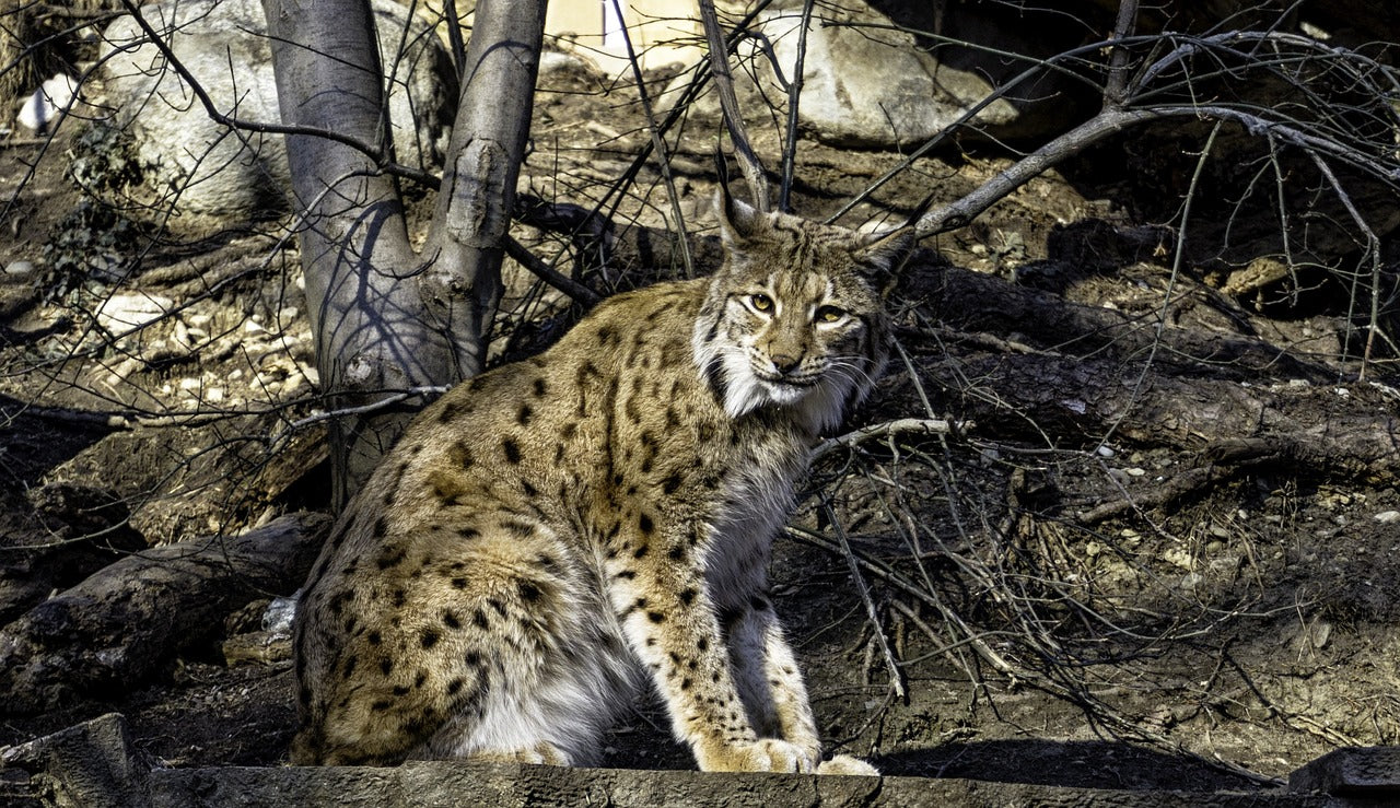 Lynx can leap up to 2 meters in a single bound, a vital skill for hunting, © Marco Carli