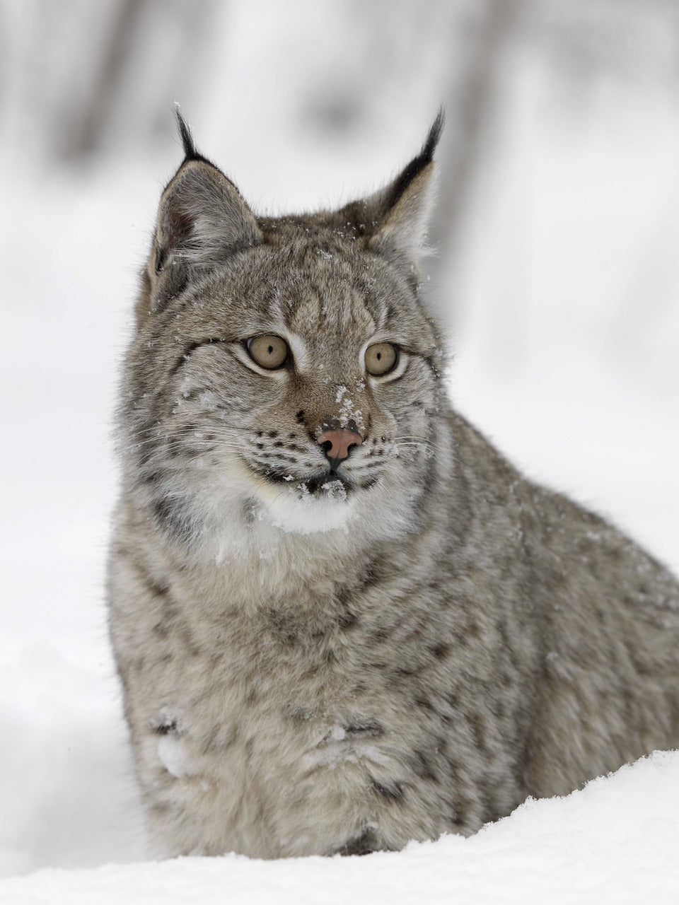 A lynx’s winter coat blending perfectly with the snowy landscape, © Klaas Huizenga