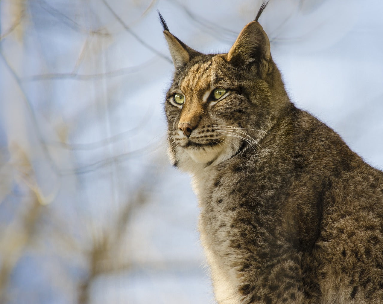 Lynx populations are now stable in many parts of Europe thanks to rewilding efforts, © Andrea Bohl