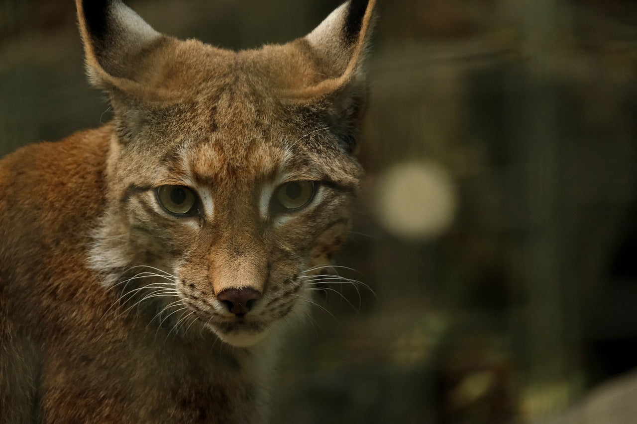 Eurasian Lynx are mostly nocturnal, preferring to hunt under the cover of darkness, © NickyPe, Pixabay