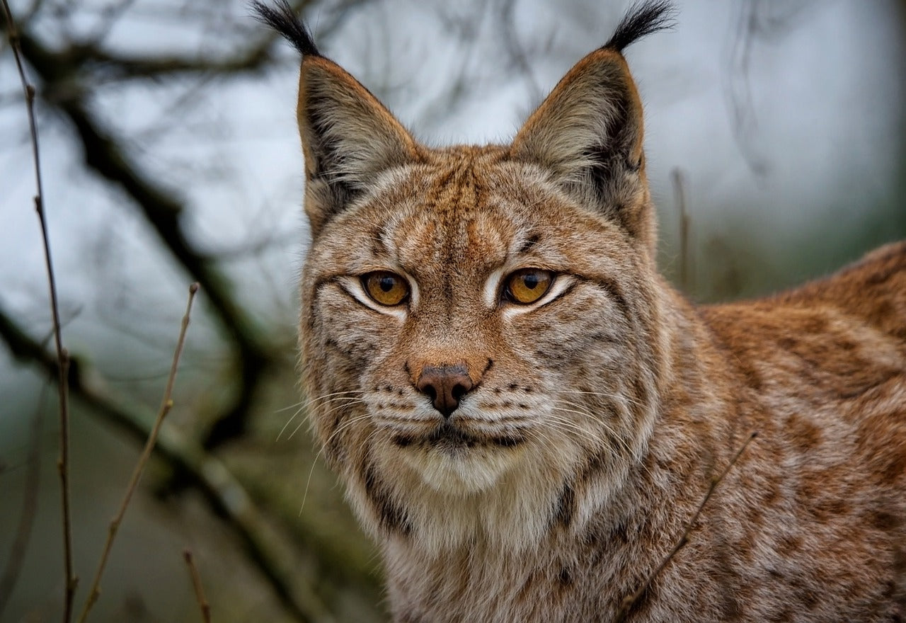 The Eurasian Lynx once ranged across much of Europe and Asia, © ambquinn, Pixabay