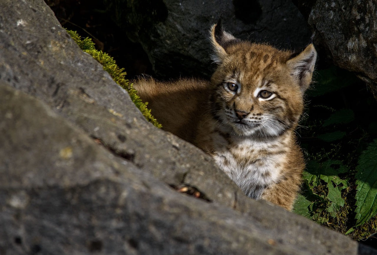 Lynx kittens begin learning to hunt by watching their mother and practising on small prey, © HE1958, Pixabay