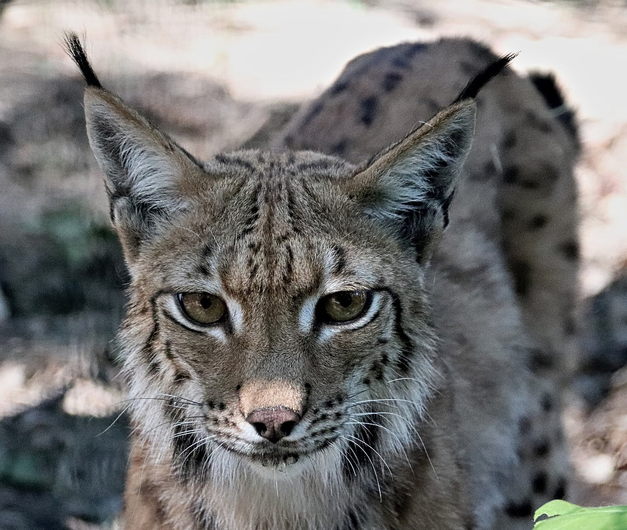 This wildcat’s coat changes with the seasons, turning from reddish-brown in summer to silver-grey in winter, © veverkolog, Pixabay