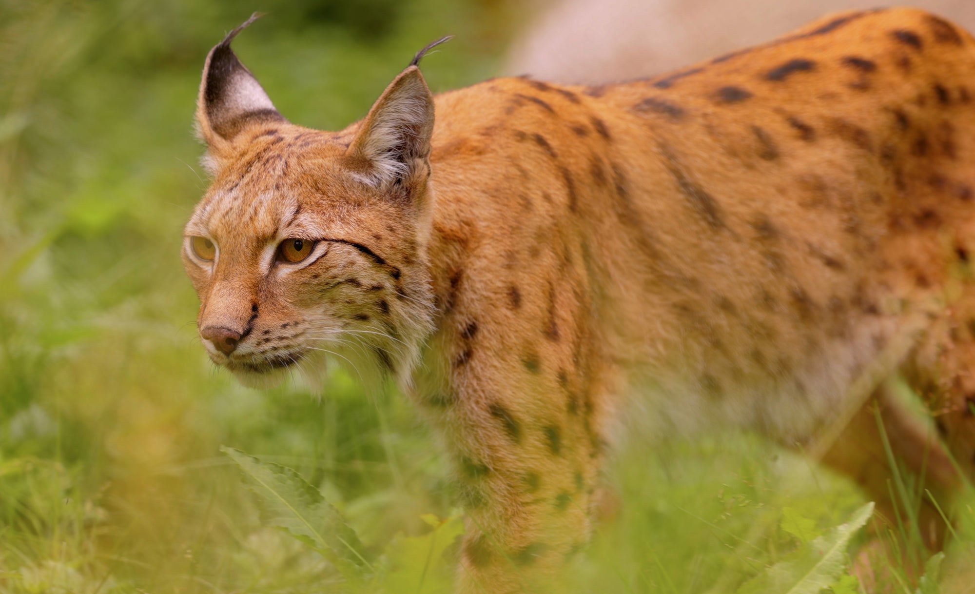 Lynx are essential for maintaining balanced ecosystems by controlling prey populations, © Andrei Armiagov